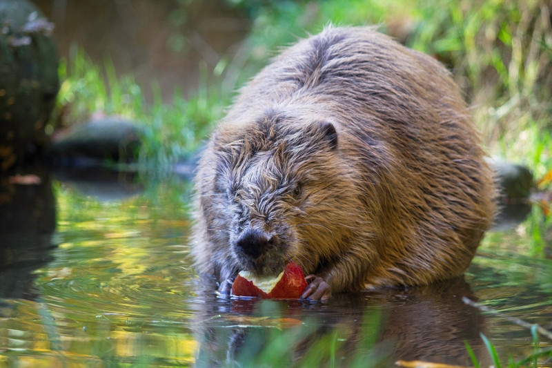 Beaver